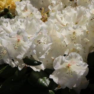 Różanecznik williamsa Gartendirektor Rieger Rhododendron williamsianum