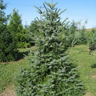 Jodła balsamiczna Abies balsamea