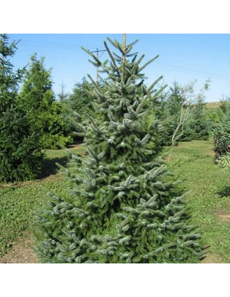 Jodła balsamiczna Abies balsamea