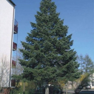 Jodła balsamiczna Abies balsamea 2