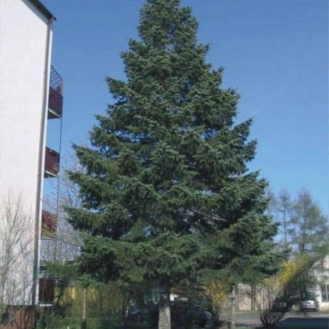 Abies balsamea Jodła balsamiczna Abies balsamea Jodła balsamiczna