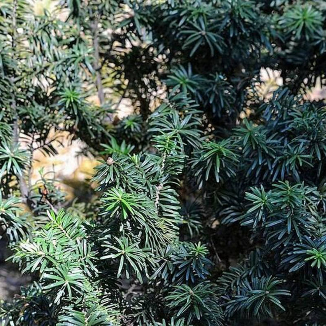 Balsamiczna jodła  Abies balsamea Balsamiczna jodła  Abies balsamea