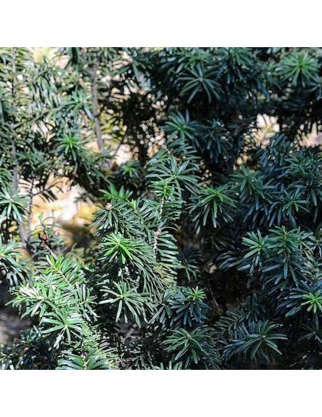 Balsamiczna jodła  Abies balsamea