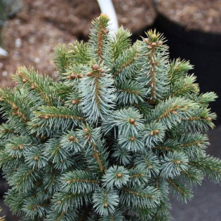 Świerk sitkajski Tenas Picea sitchensis