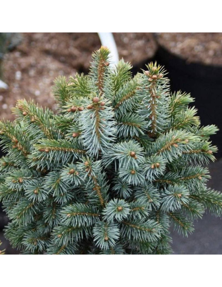 Świerk sitkajski Tenas Picea sitchensis