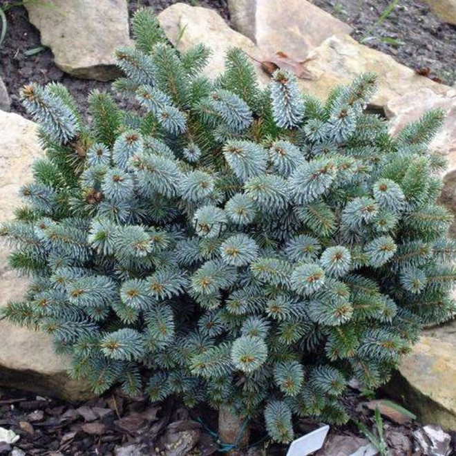 Tenas Picea sitchensis Świerk sitkajski Tenas Picea sitchensis Świerk sitkajski