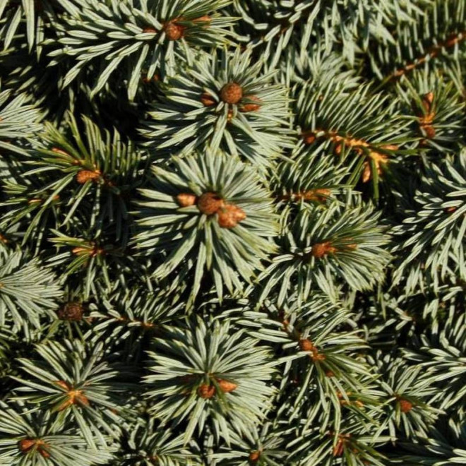 Świerk sitkajski Picea sitchensis Tenas Świerk sitkajski Picea sitchensis Tenas