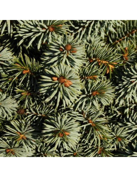 Świerk sitkajski Picea sitchensis Tenas