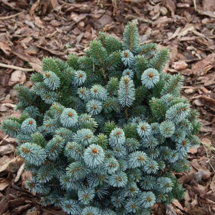 Silberzwerg Picea sitchensis Świerk sitkajski