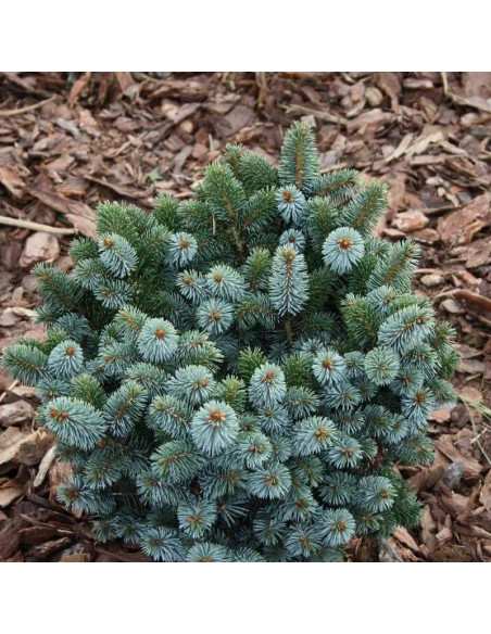 Silberzwerg Picea sitchensis Świerk sitkajski