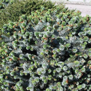 Silberzwerg Picea sitchensis Świerk sitkajski 2
