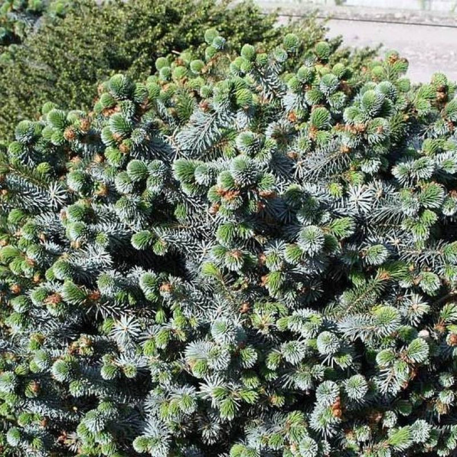 Świerk sitkajski Silberzwerg Picea sitchensis Świerk sitkajski Silberzwerg Picea sitchensis