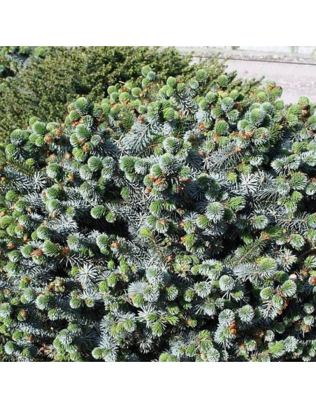 Świerk sitkajski Silberzwerg Picea sitchensis