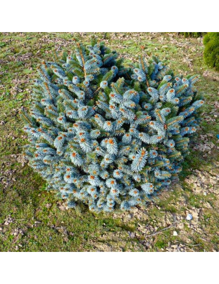 Świerk sitkajski Picea sitchensis Silberzwerg