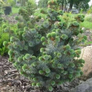 Silberkugel Picea sitchensis Świerk sitkajski