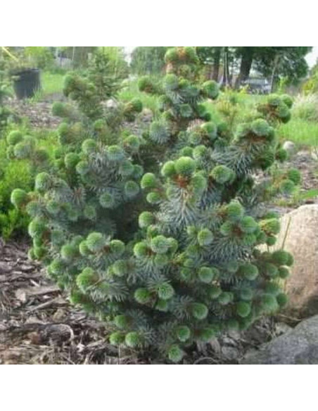 Silberkugel Picea sitchensis Świerk sitkajski