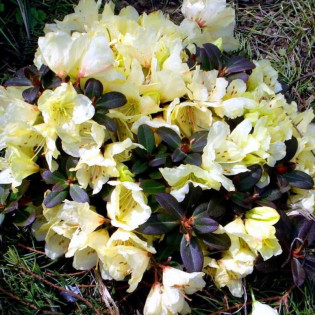 Różanecznik Wren Rhododendron Keiskei