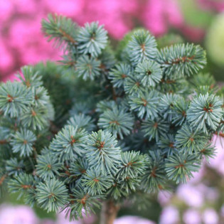 Silberkugel Picea sitchensis Świerk sitkajski 2