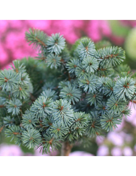 Świerk sitkajski Silberkugel Picea sitchensis