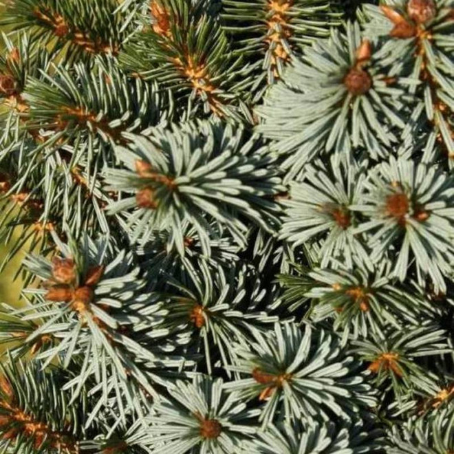 Świerk sitkajski Picea sitchensis Silberkugel