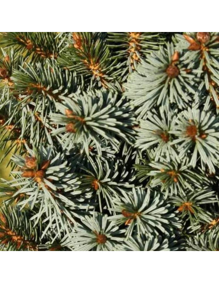 Świerk sitkajski Picea sitchensis Silberkugel