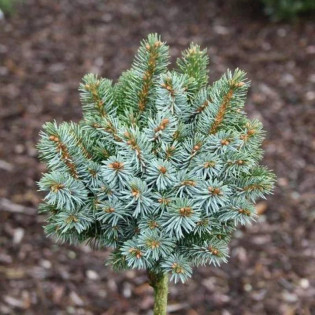 Pévé Wiesje Picea sitchensis Świerk sitkajski