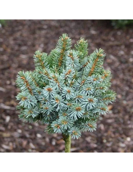 Pévé Wiesje Picea sitchensis Świerk sitkajski