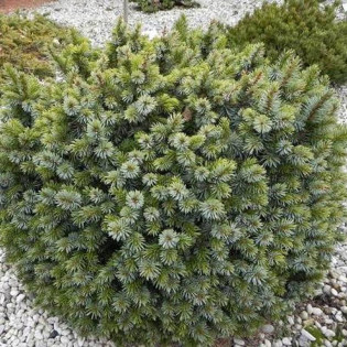 Pévé Wiesje Picea sitchensis Świerk sitkajski 2