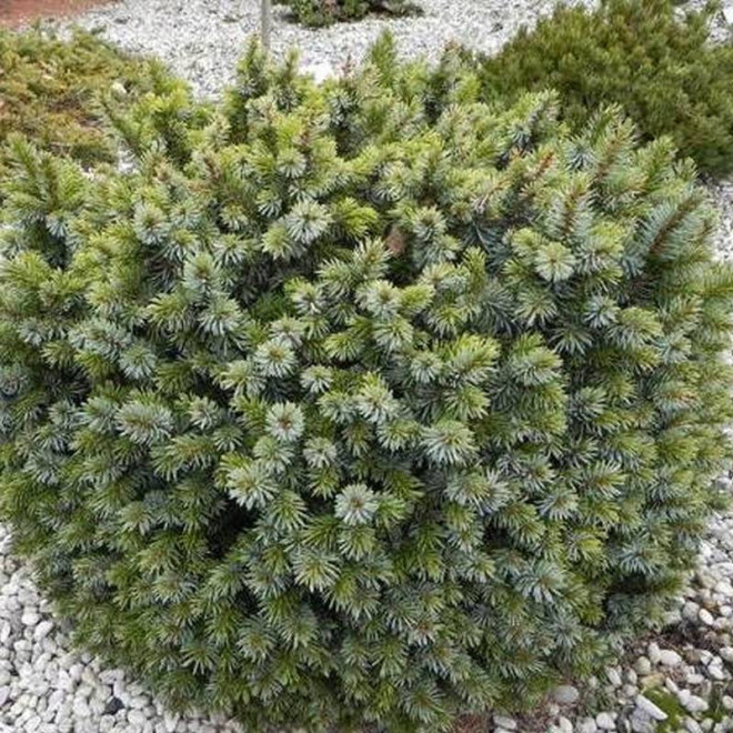 Świerk sitkajski Pévé Wiesje Picea sitchensis