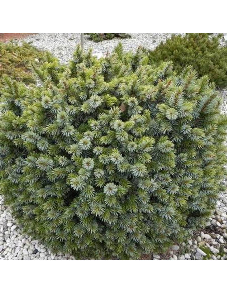 Świerk sitkajski Pévé Wiesje Picea sitchensis