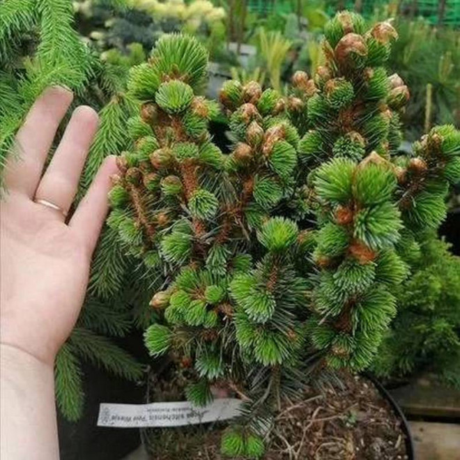 Świerk sitkajski Picea sitchensis Pévé Wiesje