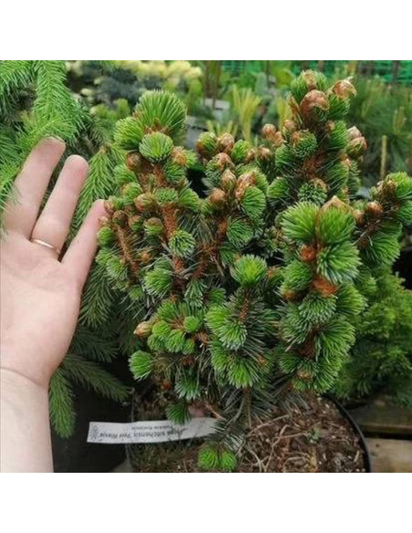 Świerk sitkajski Picea sitchensis Pévé Wiesje