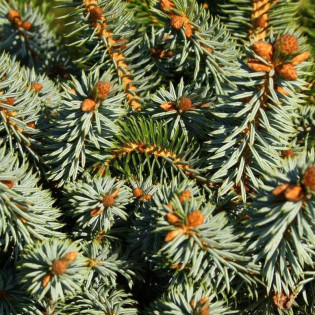 Papoose Picea sitchensis Świerk sitkajski