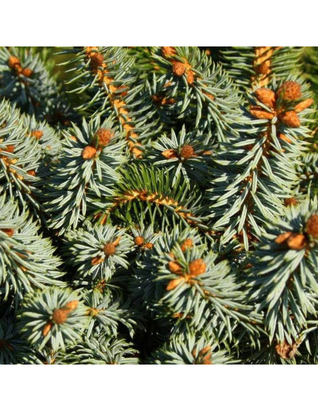 Papoose Picea sitchensis Świerk sitkajski