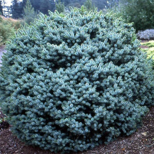 Papoose Picea sitchensis Świerk sitkajski 2