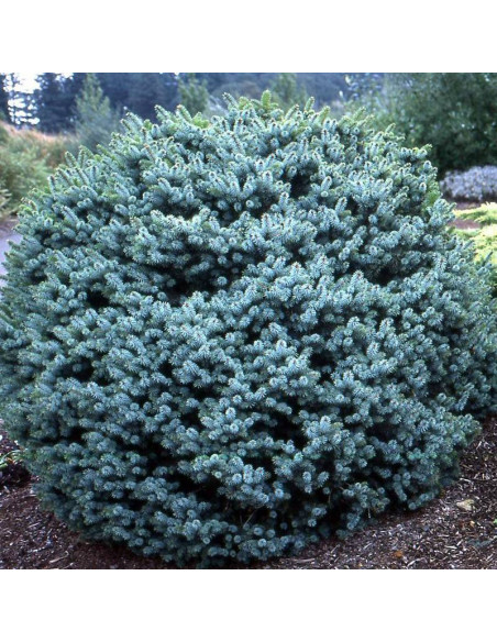 Świerk sitkajski Papoose Picea sitchensis