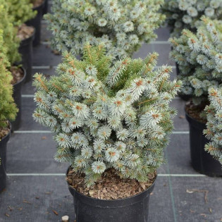 Świerk sitkajski Nana Picea sitchensis