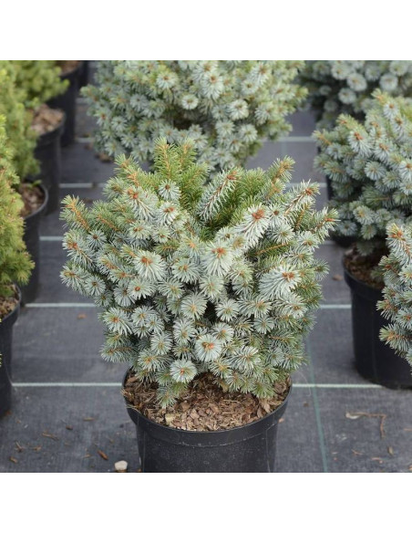 Świerk sitkajski Nana Picea sitchensis