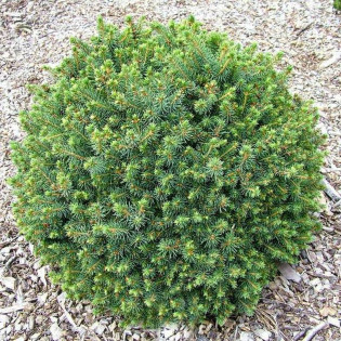 Świerk sitkajski Nana Picea sitchensis 2