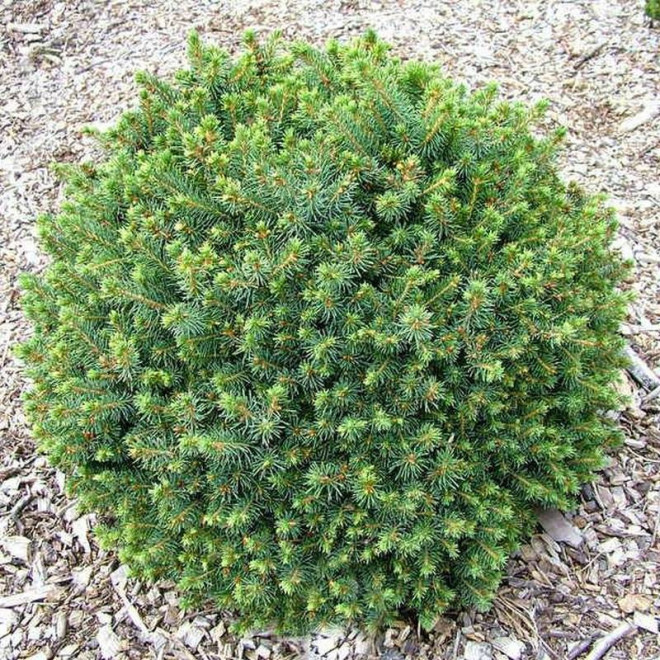 Nana Picea sitchensis Świerk sitkajski Nana Picea sitchensis Świerk sitkajski