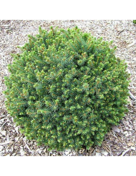 Nana Picea sitchensis Świerk sitkajski