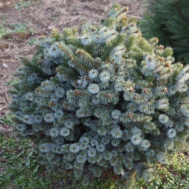 Świerk sitkajski Picea sitchensis Nana Świerk sitkajski Picea sitchensis Nana