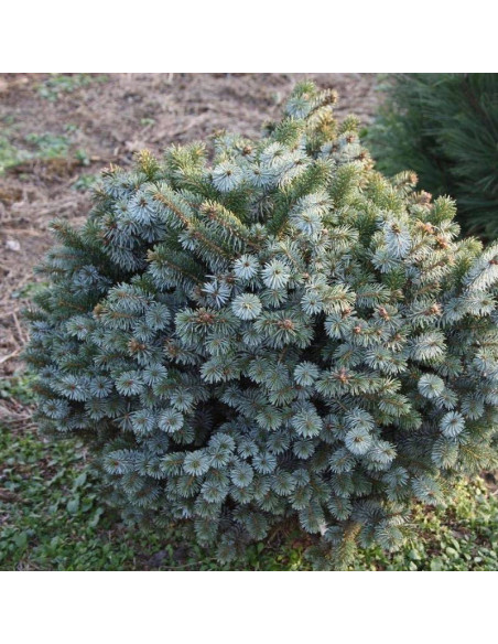 Świerk sitkajski Picea sitchensis Nana