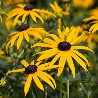 Rudbekia błyskotliwa Goldstrum Rudbeckia fulgida