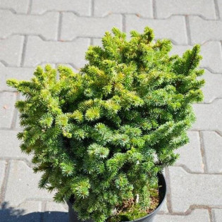 Świerk sitkajski Midget Picea sitchensis