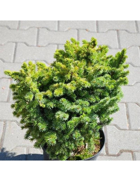 Świerk sitkajski Midget Picea sitchensis
