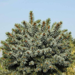Świerk sitkajski Midget Picea sitchensis 2