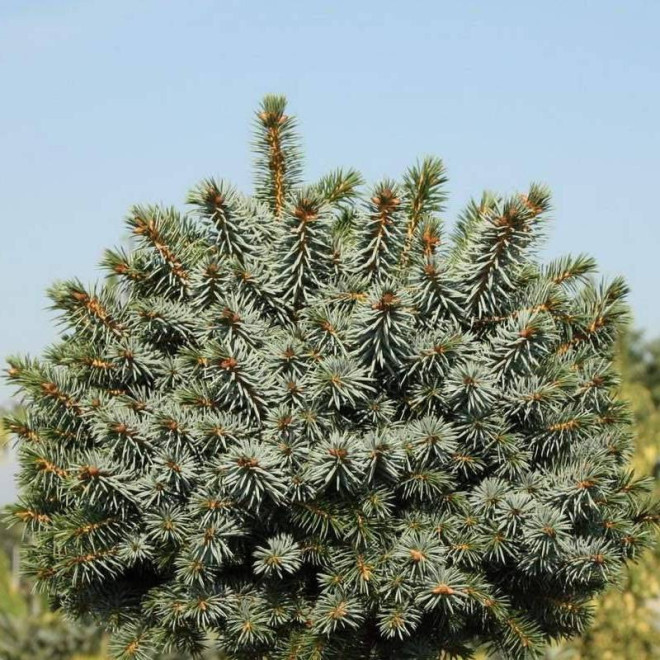 Midget Picea sitchensis Świerk sitkajski