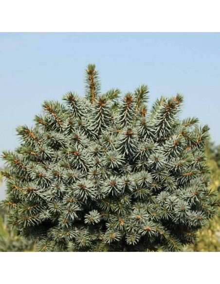 Midget Picea sitchensis Świerk sitkajski