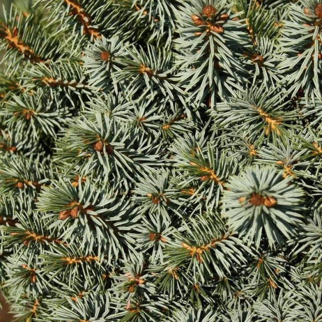 Świerk sitkajski Picea sitchensis Midget